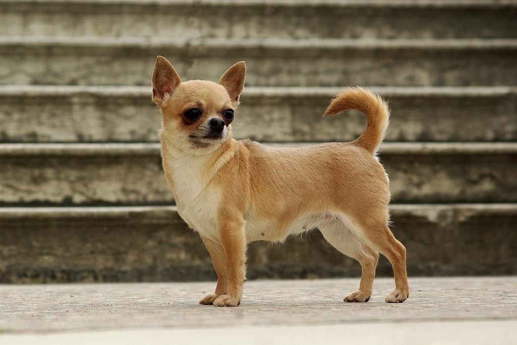 cane