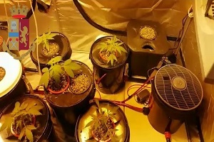 coltivatore di marijuana