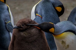 i pinguini hanno un pene