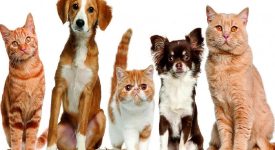 Sterilizzazione gratuita