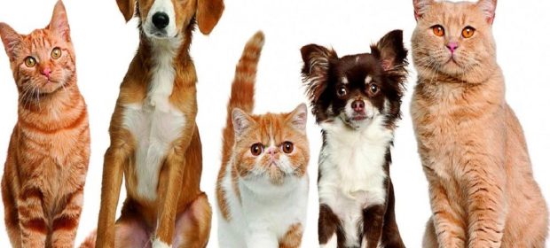 Sterilizzazione gratuita