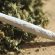 spacciava serra di marijuana via Rosselli cinese bulgaro marijuana 108 grammi di marijuana