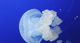 meduse