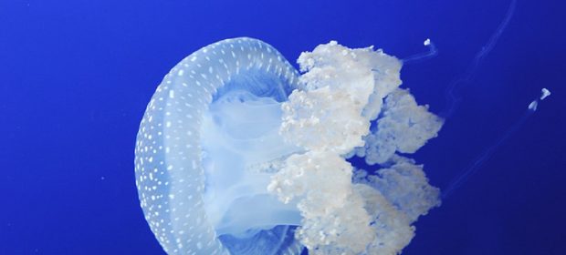 meduse