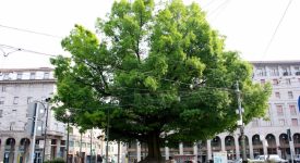 quercia