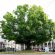quercia