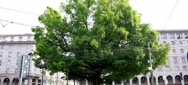 quercia