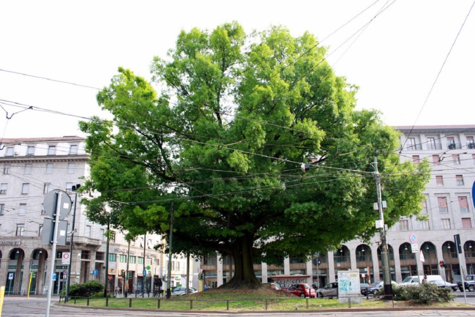 quercia