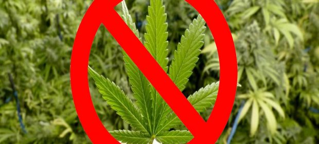 Cannabis