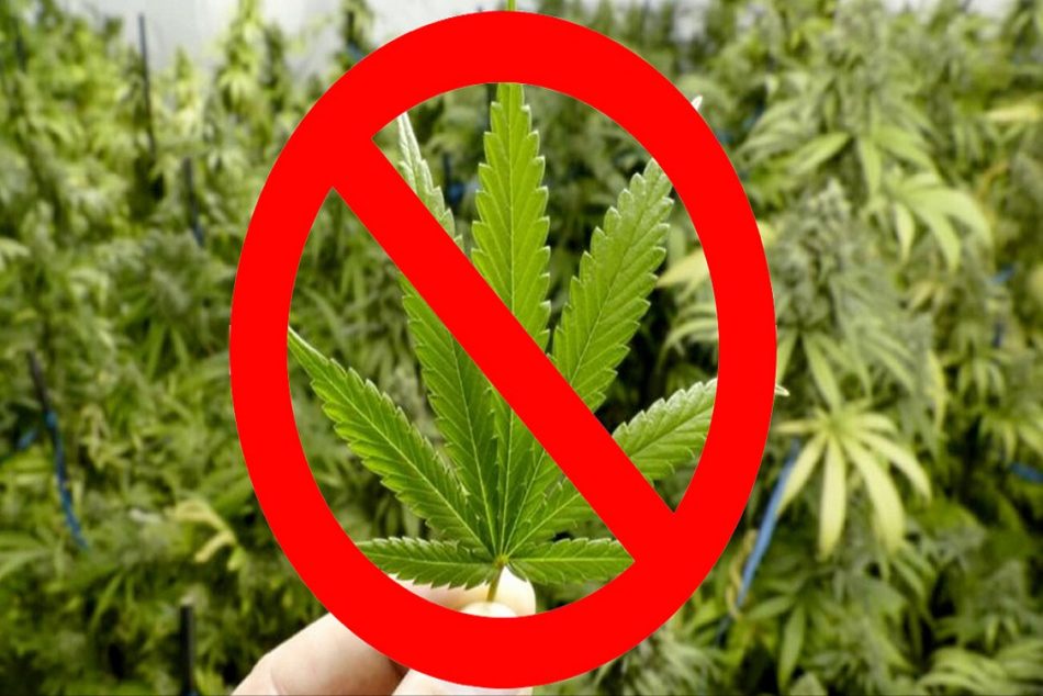 Cannabis