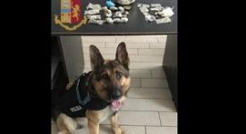 Cani poliziotto