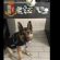 Cani poliziotto
