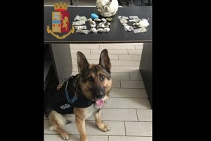 Cani poliziotto