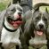 sette pitbull
