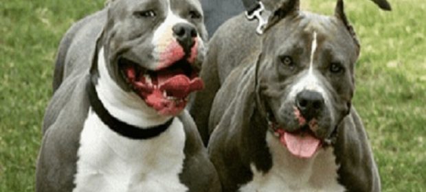 sette pitbull