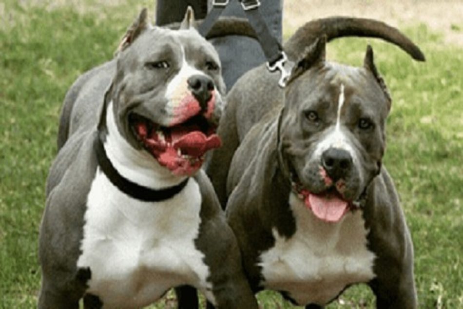 sette pitbull
