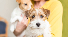 tutela degli animali