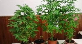 Cannabis. Sardone: PD non si fumi il cervello Piantagione di marijuana in via Abba, tre arresti coltivazione di cannabis piantagione di marijuana