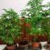 Cannabis. Sardone: PD non si fumi il cervello Piantagione di marijuana in via Abba, tre arresti coltivazione di cannabis piantagione di marijuana