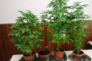 Cannabis. Sardone: PD non si fumi il cervello Piantagione di marijuana in via Abba, tre arresti coltivazione di cannabis piantagione di marijuana