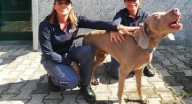 liberano cane rapito