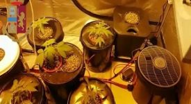 coltivatore di marijuana