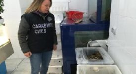 Sequestrati due quintali di granchi cinesi vietati