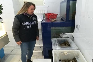 Sequestrati due quintali di granchi cinesi vietati