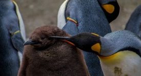 pinguini
