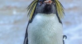 pinguini