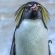 pinguini