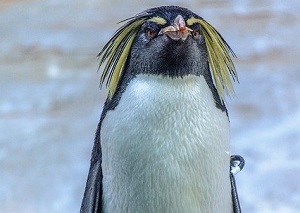 pinguini