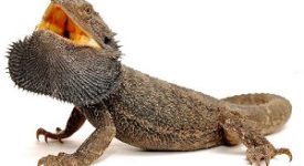 Drago barbuto e un Serpente del Grano