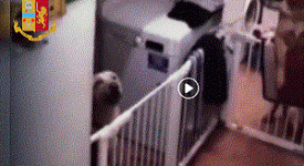 Fortino dello spaccio vigilato da cani e videocamere