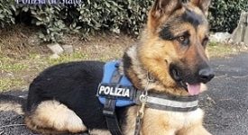 Cane poliziotto arresta spacciatore senegalese