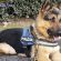 Cane poliziotto arresta spacciatore senegalese