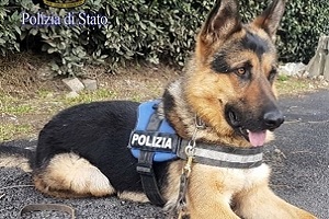 Cane poliziotto arresta spacciatore senegalese
