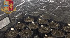 Aveva una serra di marijuana in casa, arrestato