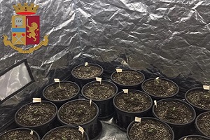 Aveva una serra di marijuana in casa, arrestato