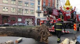 Albero cade a causa del vento