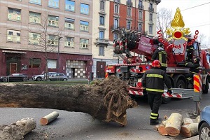 Albero cade a causa del vento