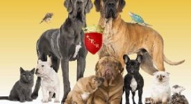 Approvato il nuovo Regolamento per il benessere degli animali