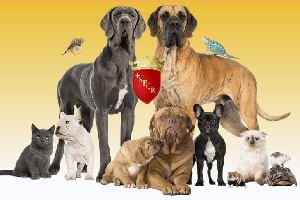 Approvato il nuovo Regolamento per il benessere degli animali