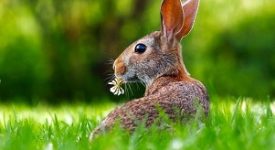 pasqua