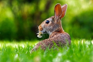 pasqua