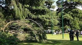 Crolla ramo e sfiora persone sdraiate in un prato nonostante i divieti