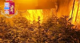 Piantine di marijuana e uno scooter rubato nel sottoscala