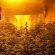 Piantine di marijuana e uno scooter rubato nel sottoscala