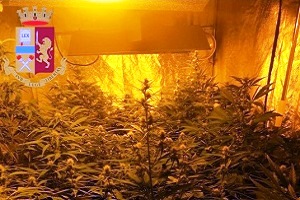 Piantine di marijuana e uno scooter rubato nel sottoscala