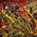jackson_pollock_painting